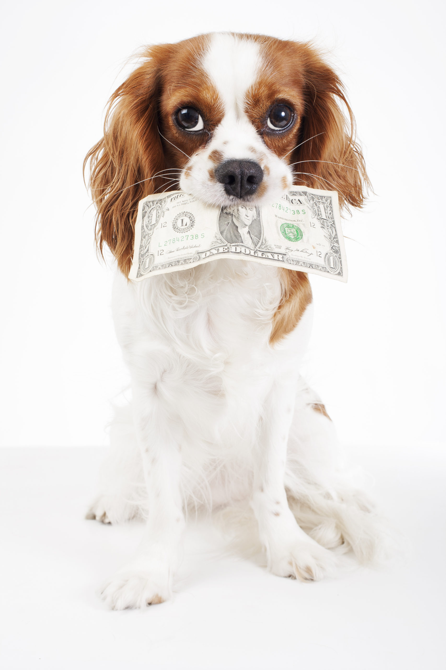 dog-costs-animal-pet-costs-dog-holding-money-dollar-bill-on-isolated